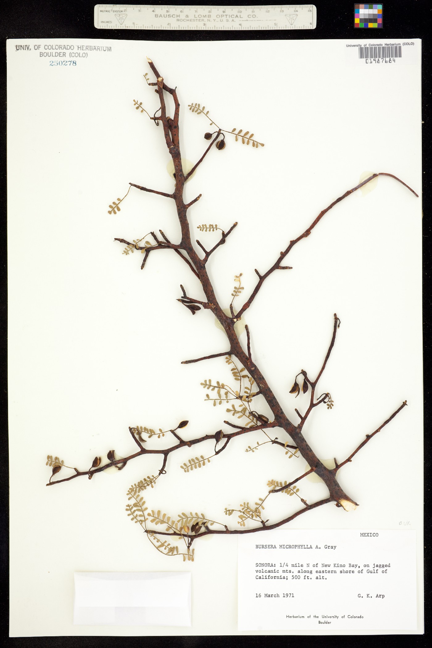 Bursera microphylla image