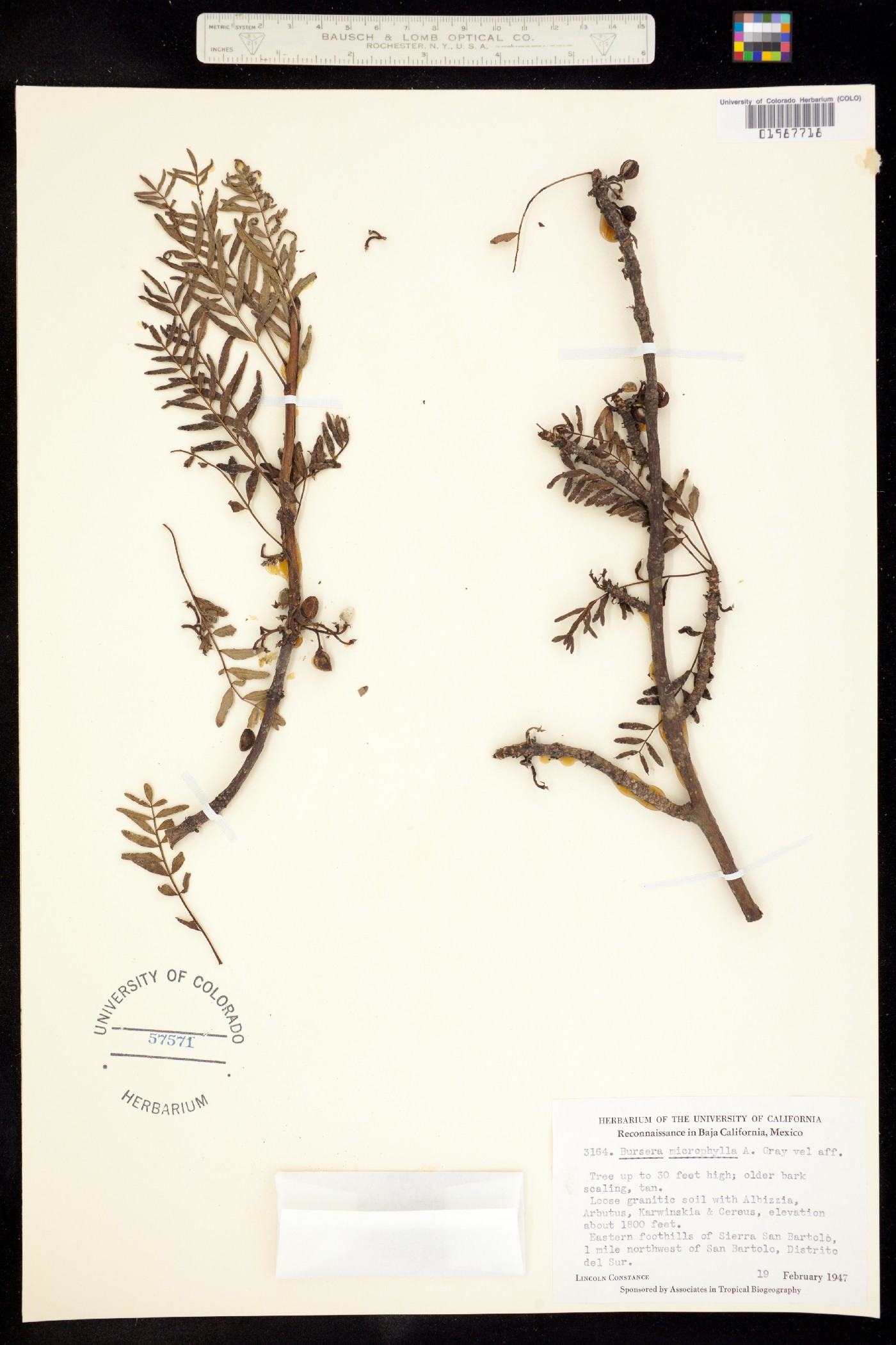 Bursera image