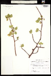 Bursera cerasifolia image