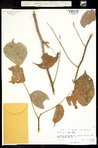 Image of Bursera grandifolia