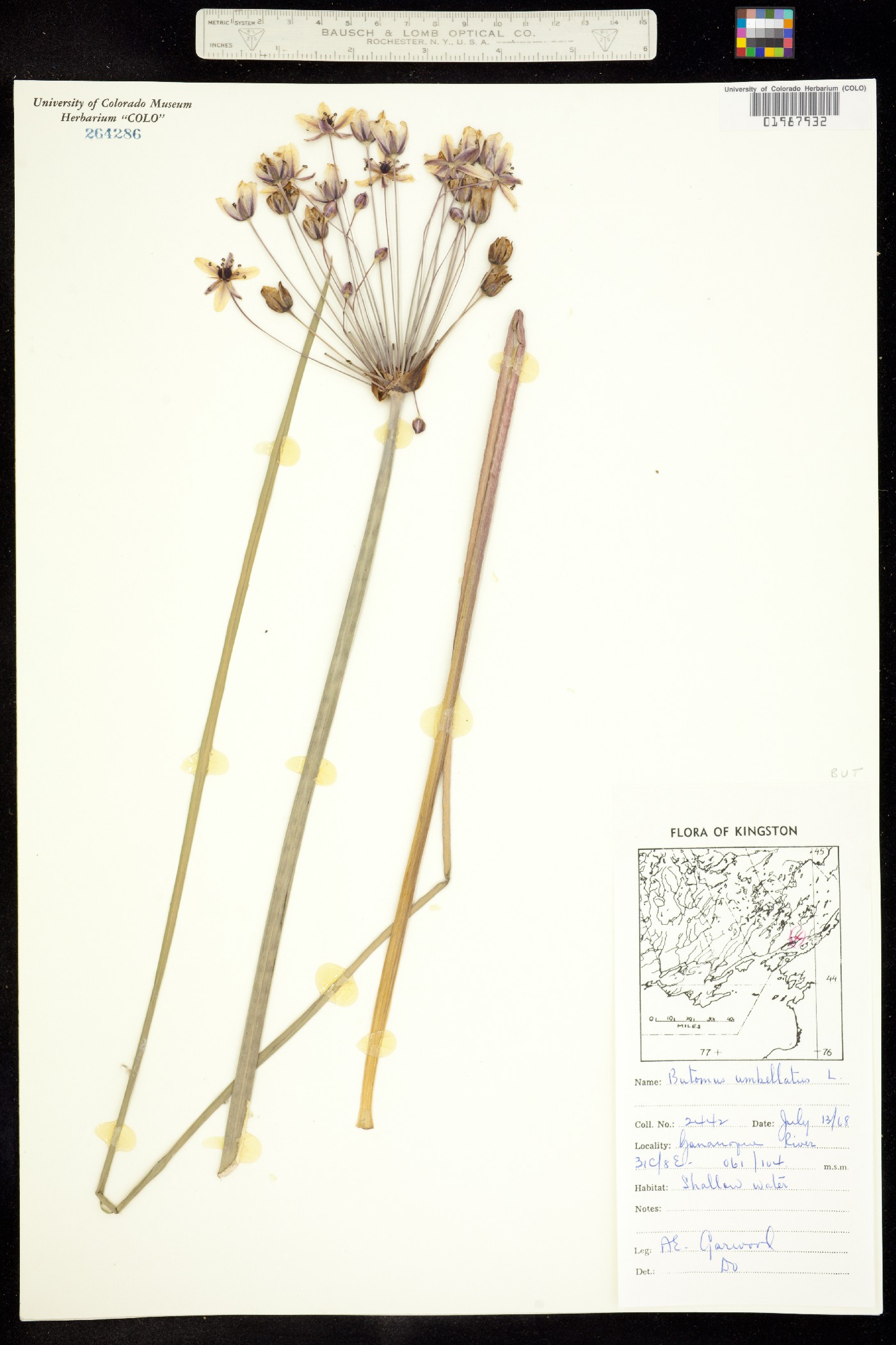 Butomus image