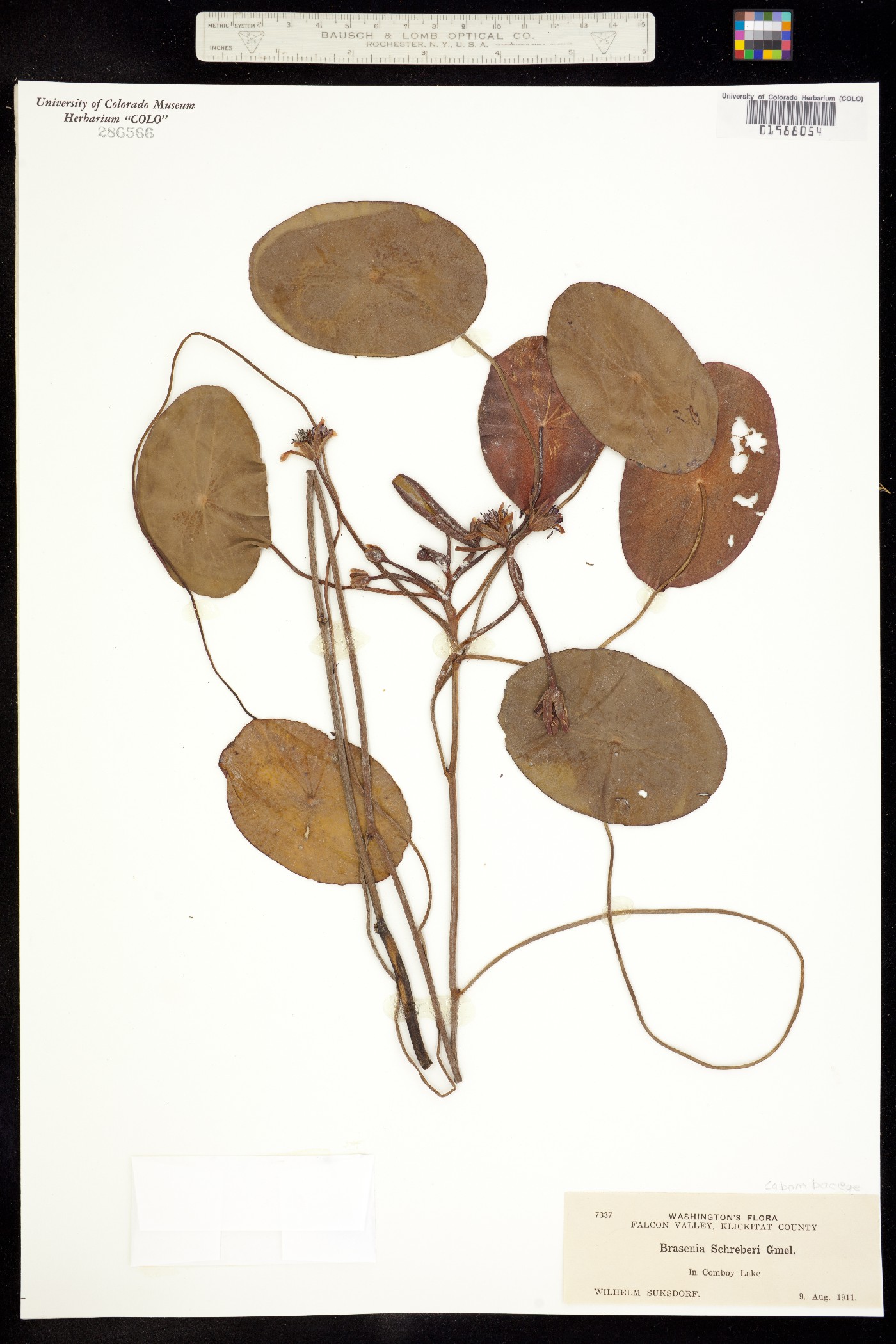 Brasenia image
