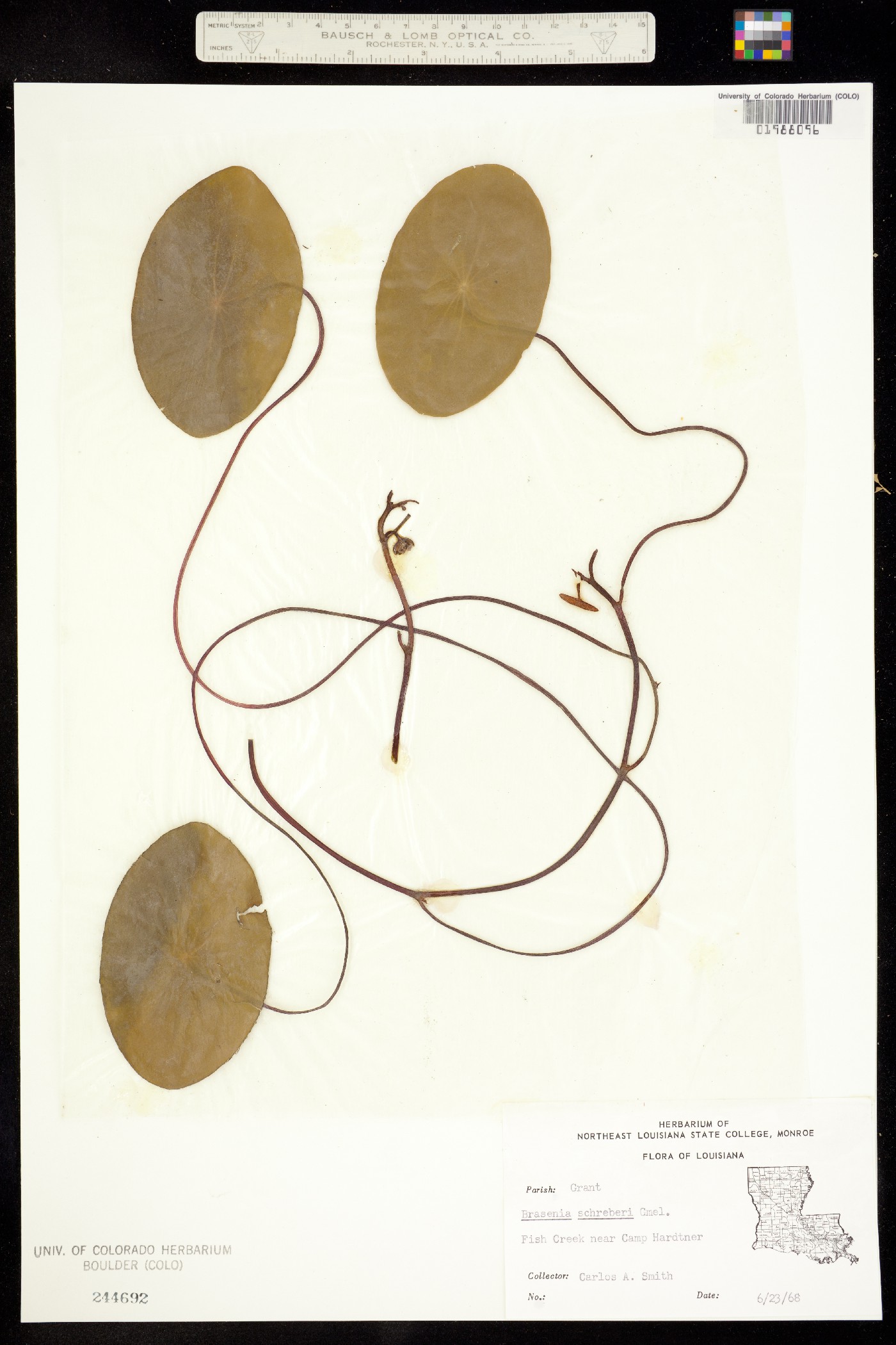 Brasenia image