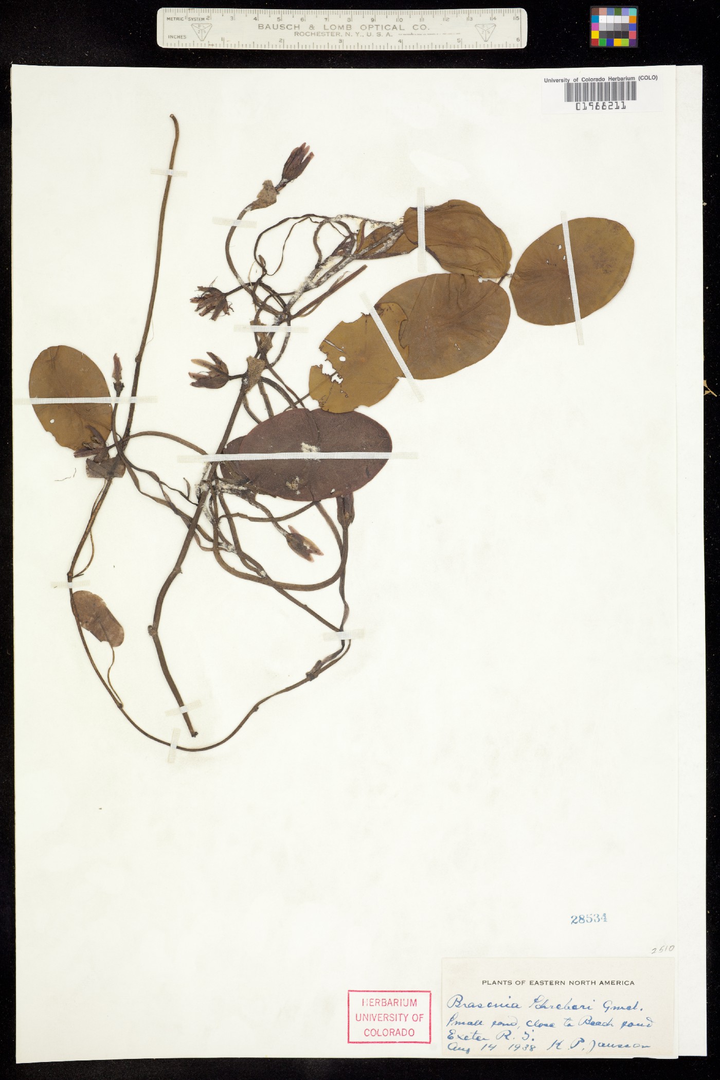 Cabombaceae image