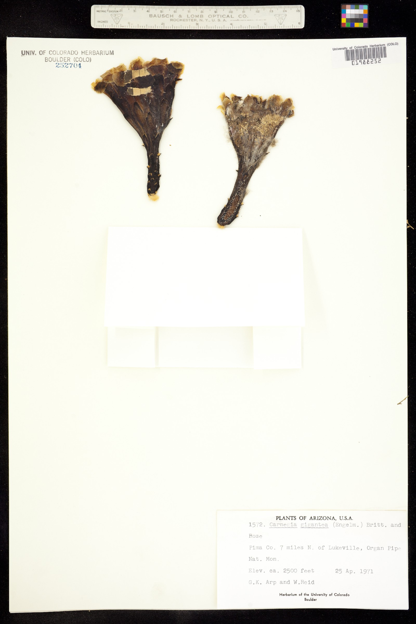 Carnegiea image