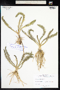 Hippuris vulgaris image