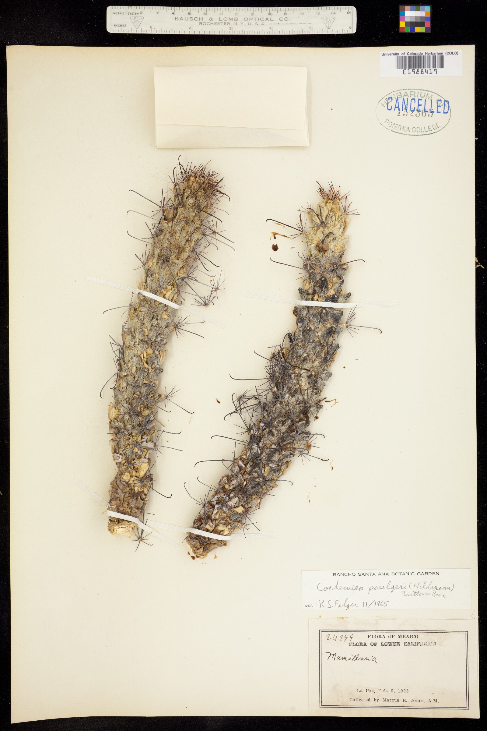 Mammillaria poselgeri image