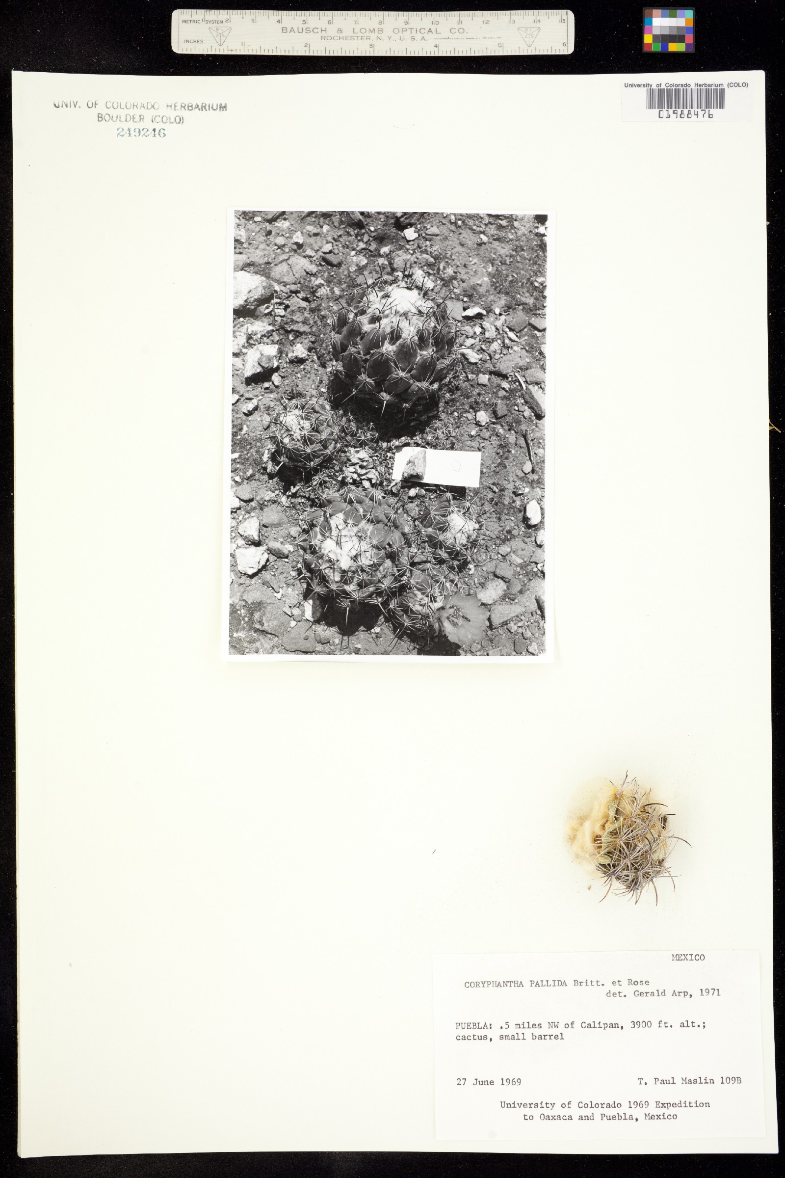 Coryphantha pallida image