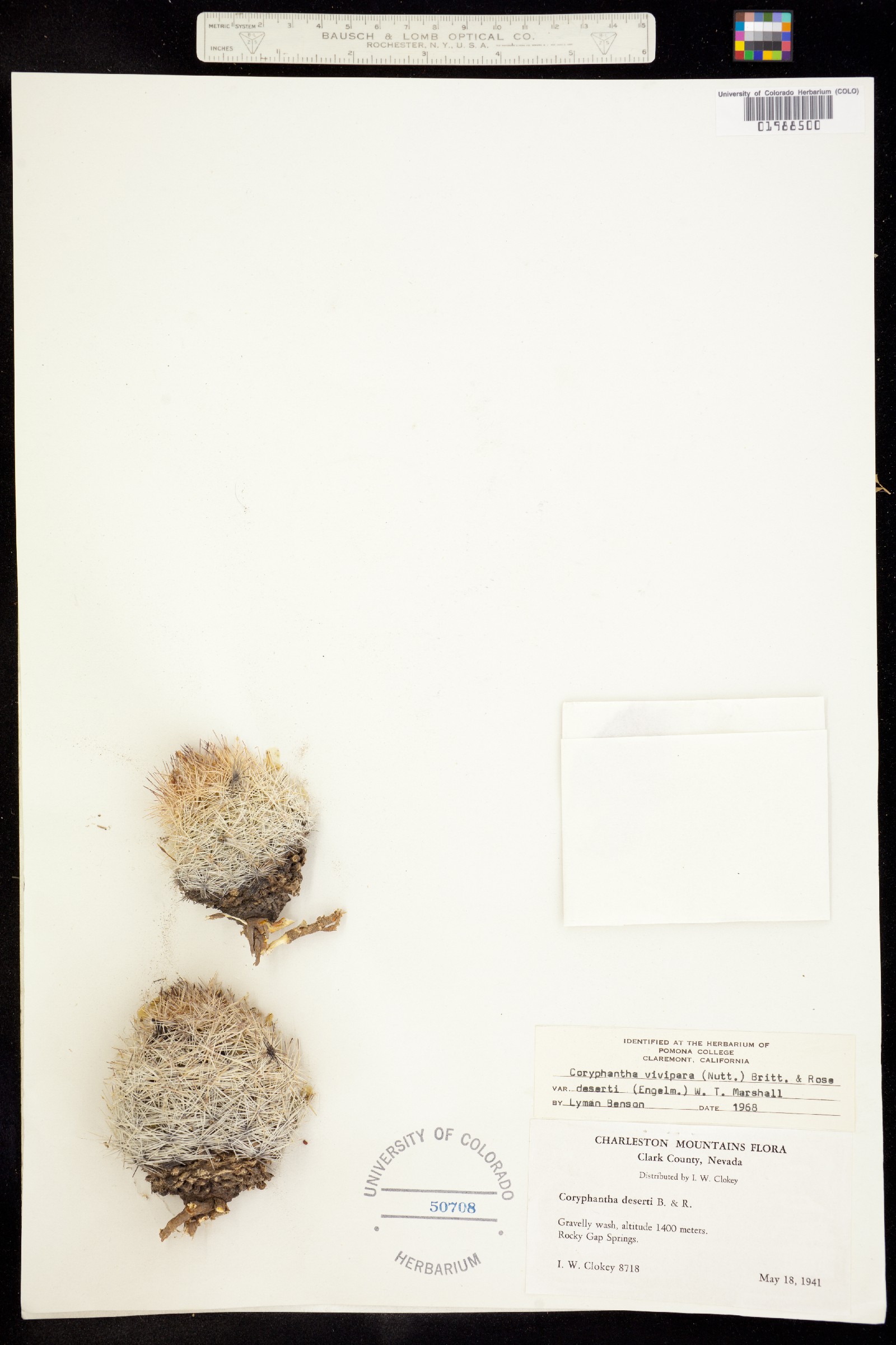 Escobaria vivipara image
