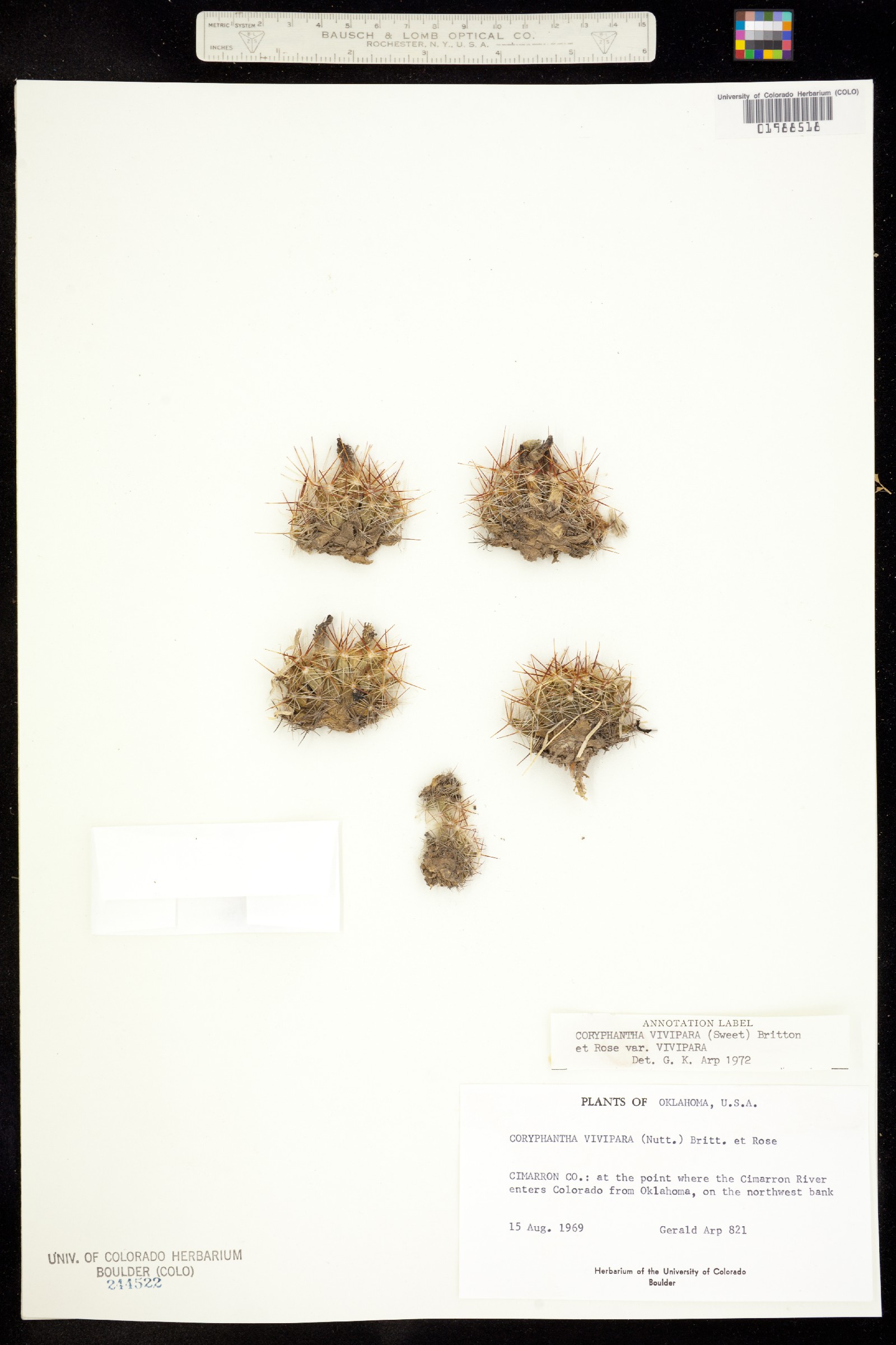 Escobaria vivipara image