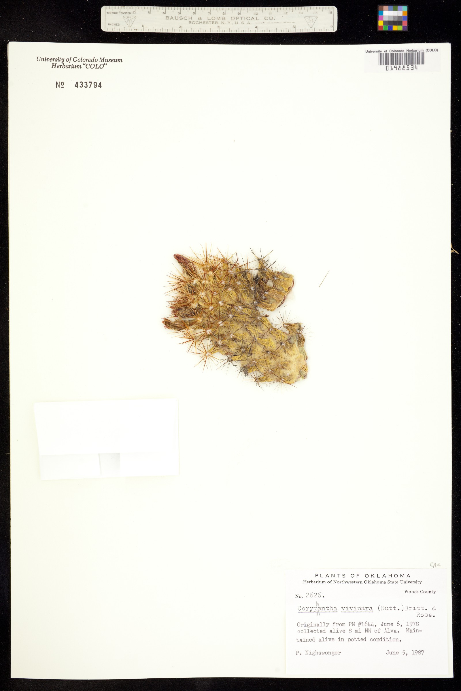 Escobaria vivipara image