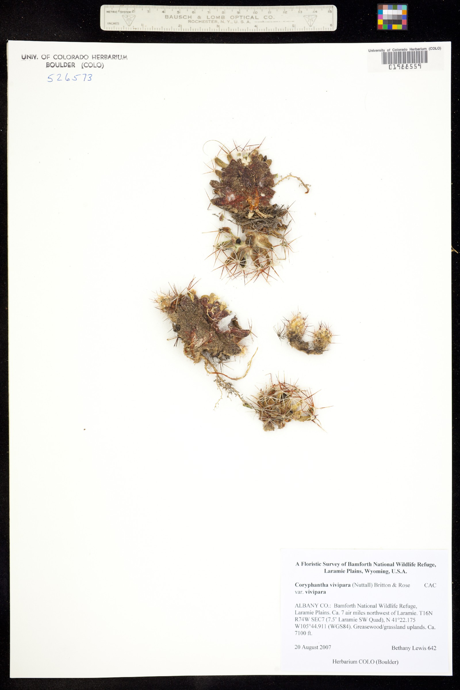 Escobaria vivipara image