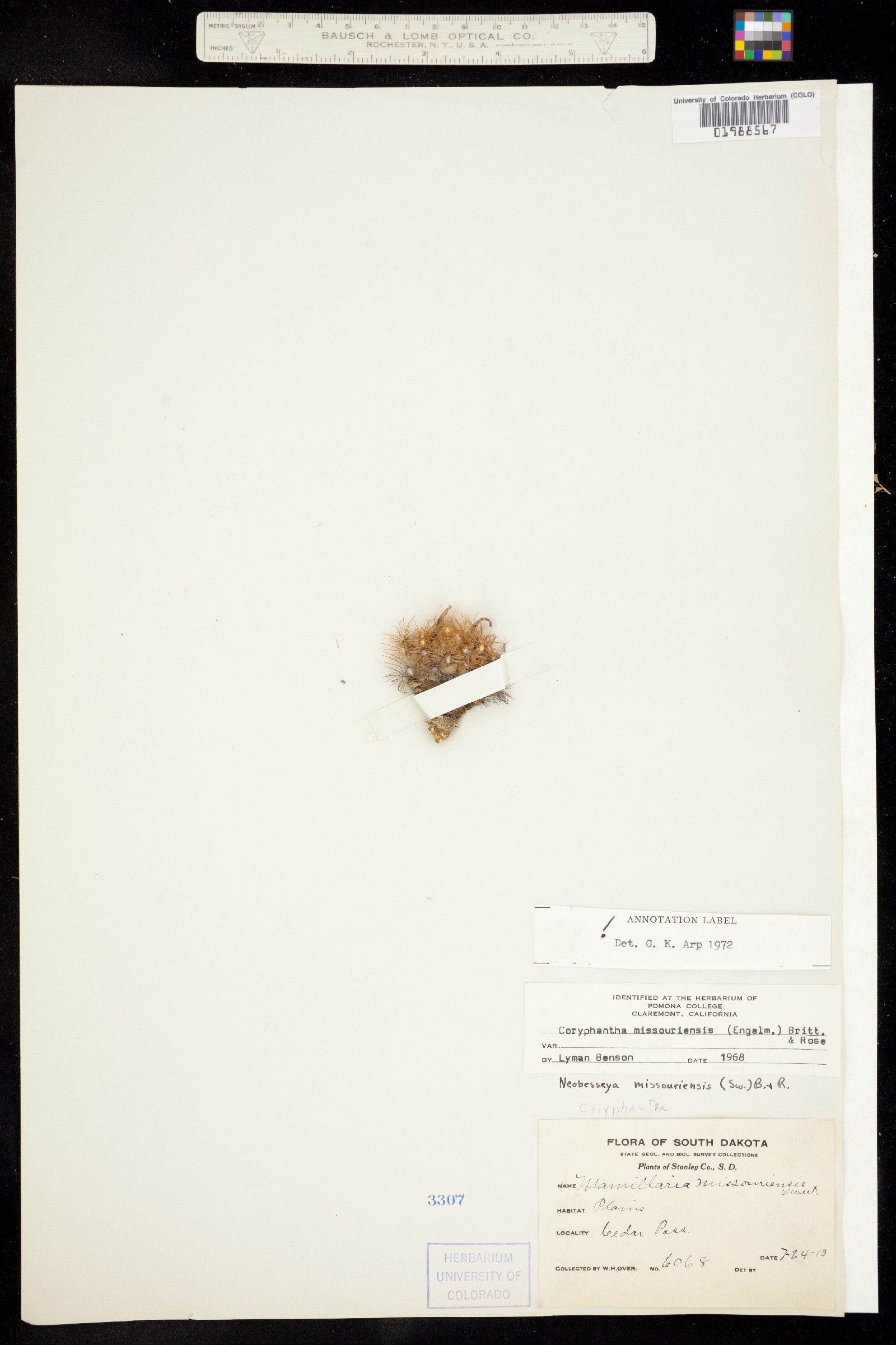 Escobaria missouriensis image