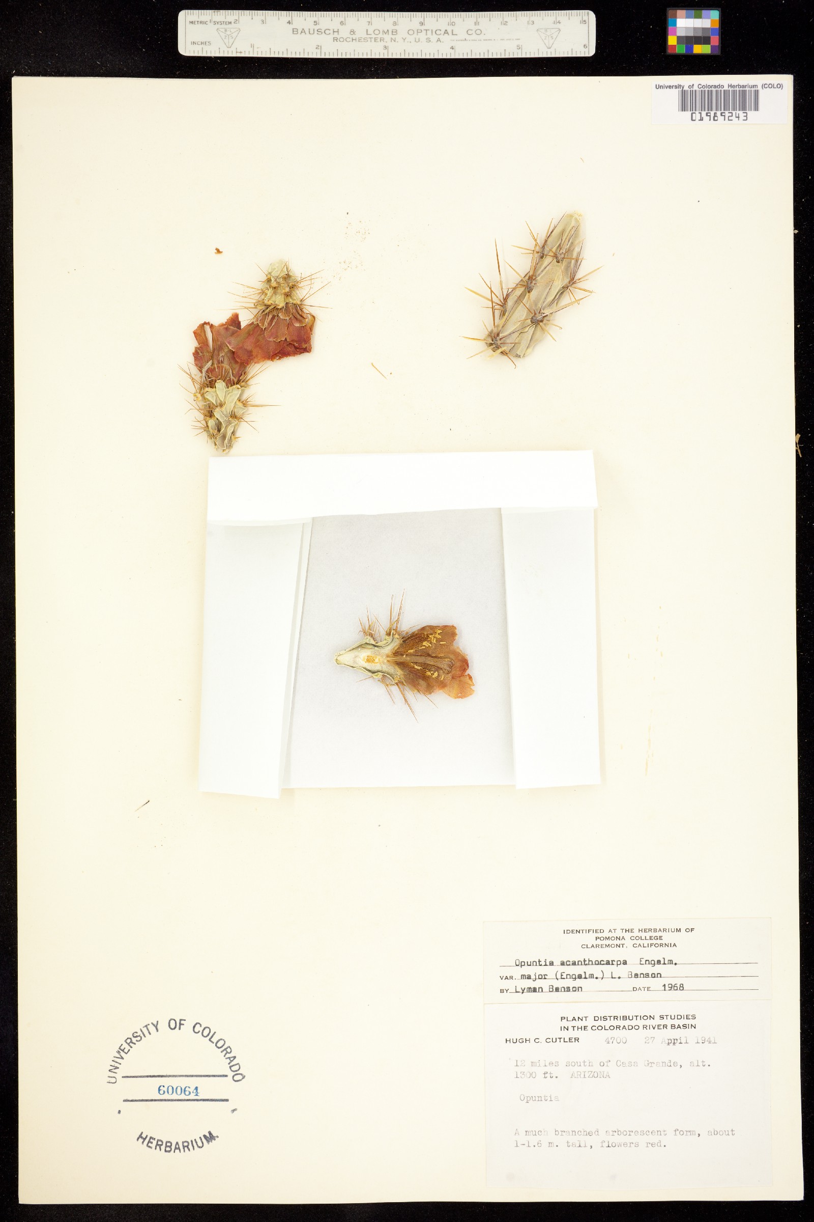 Cylindropuntia acanthocarpa image
