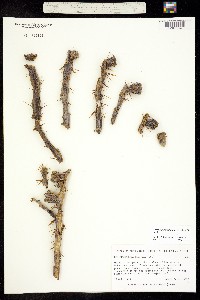 Cylindropuntia thurberi image