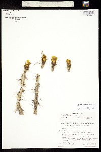 Cylindropuntia thurberi image