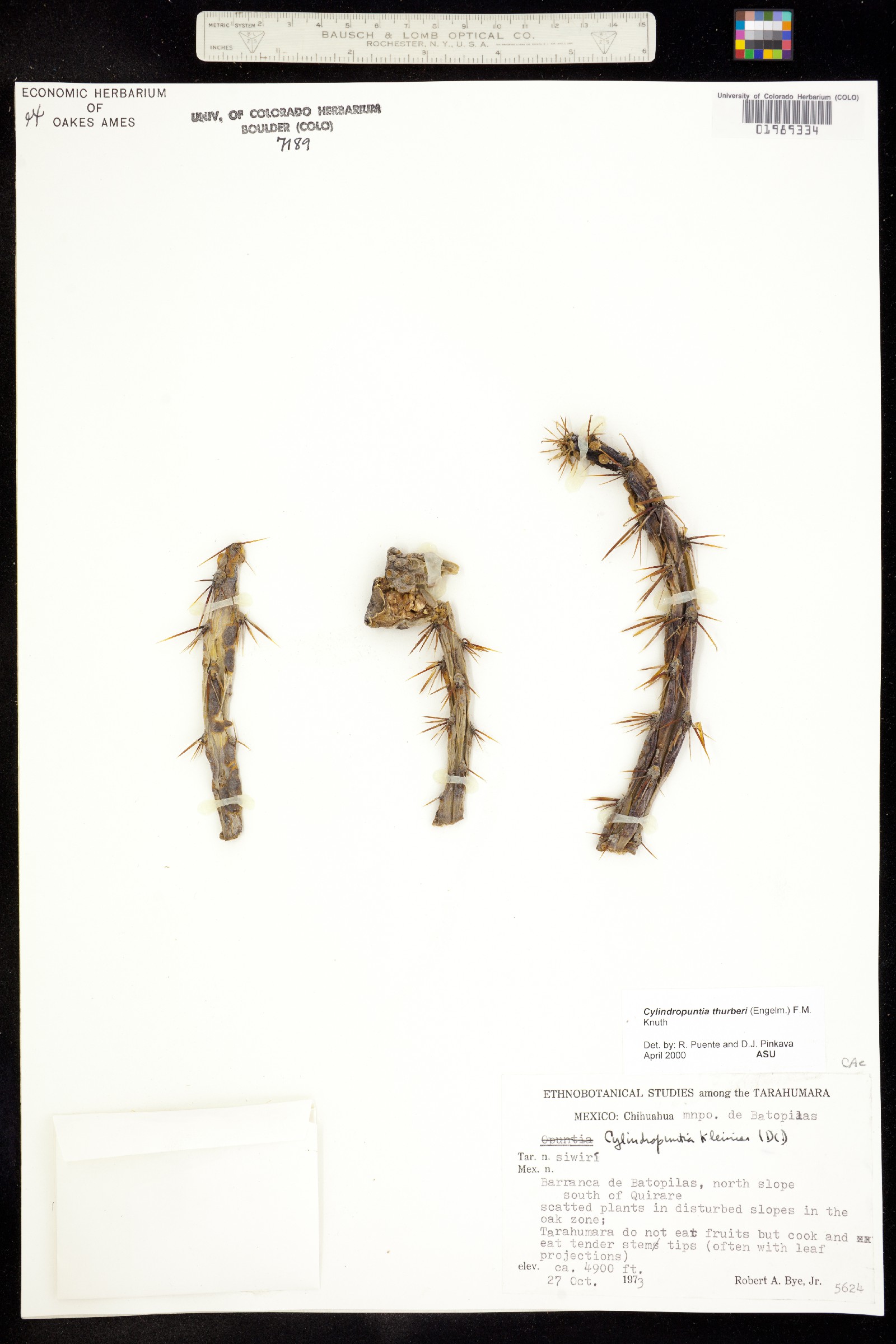 Cylindropuntia thurberi image