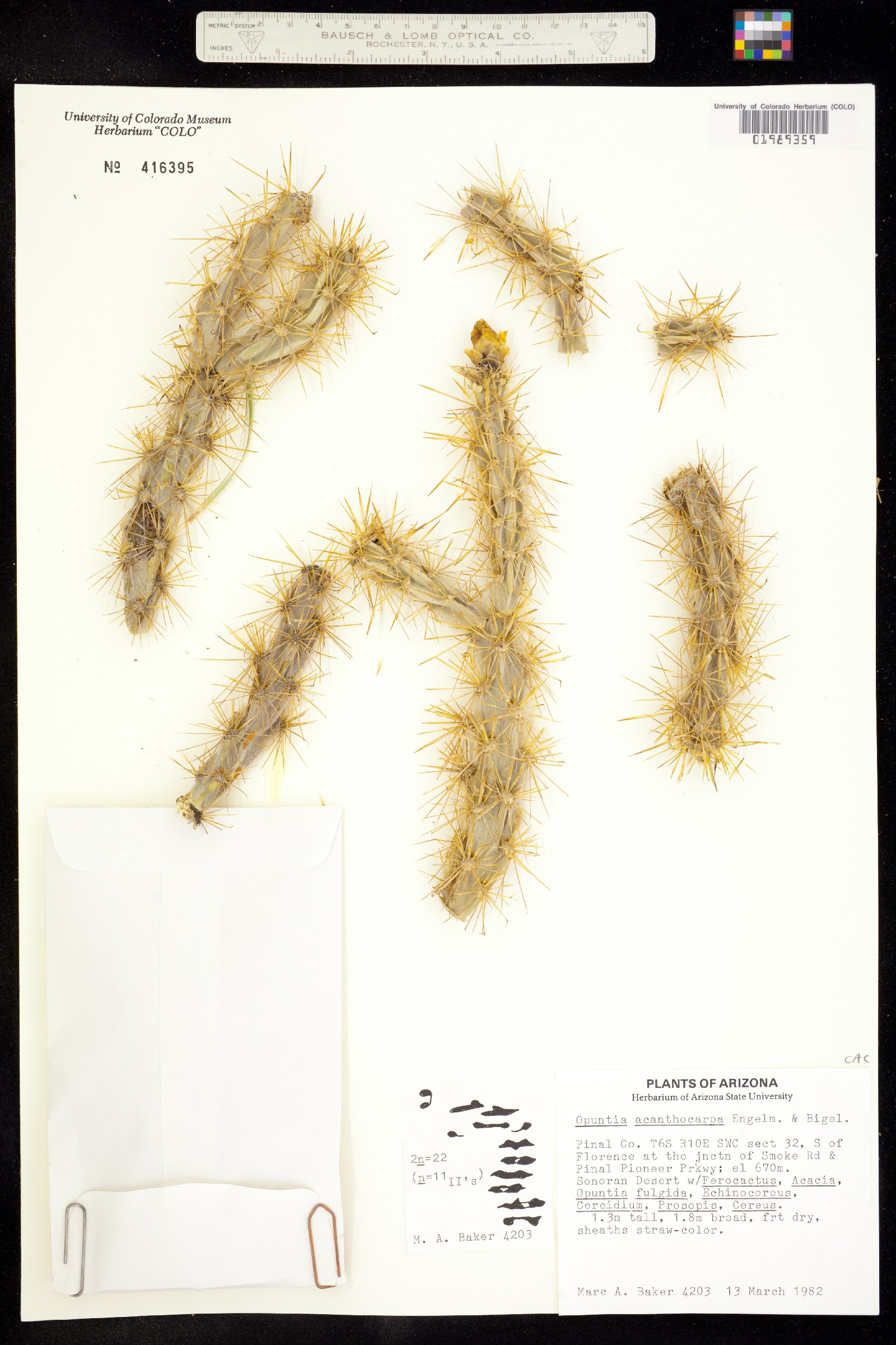 Cylindropuntia image