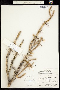 Cylindropuntia ramosissima image