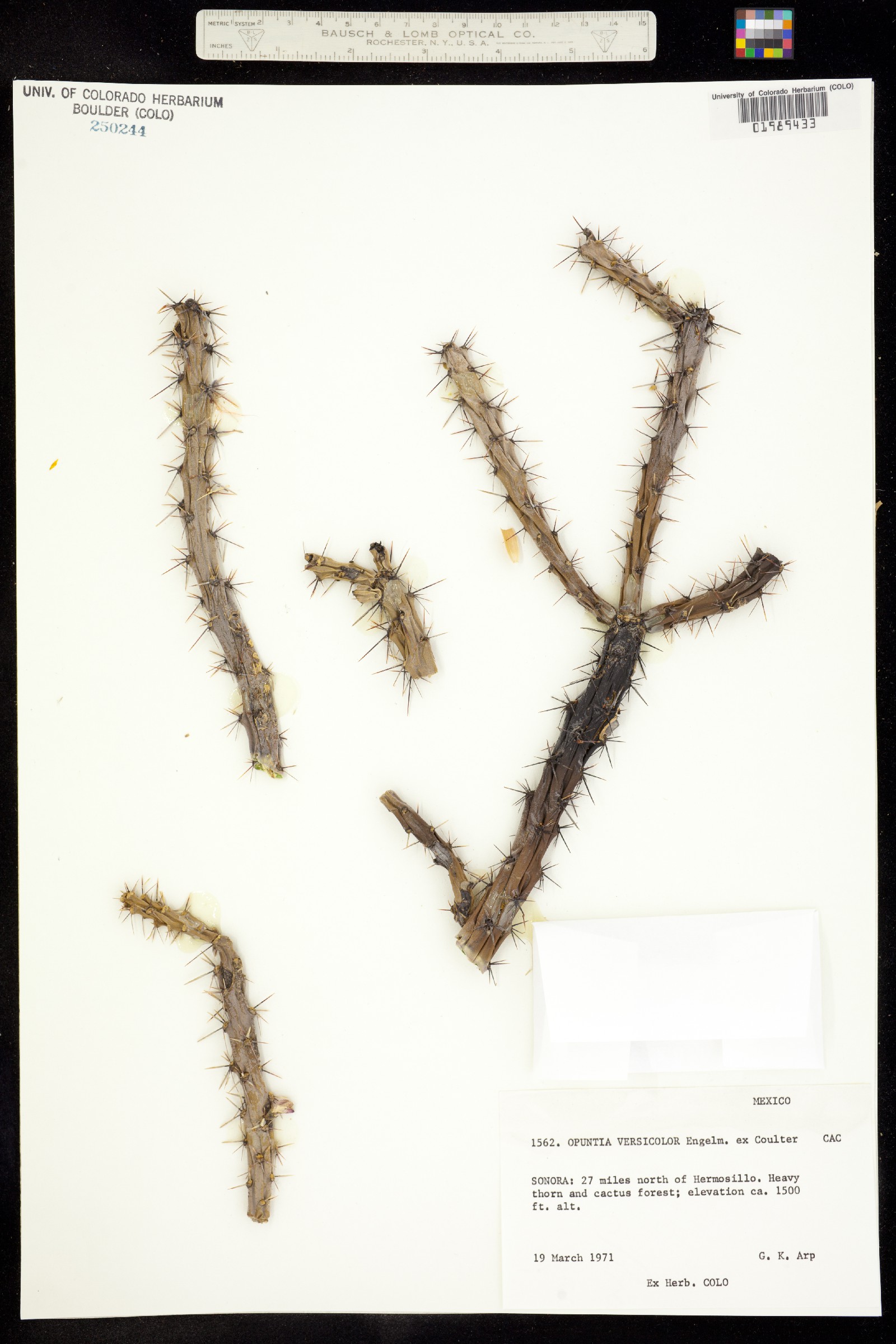 Cylindropuntia versicolor image