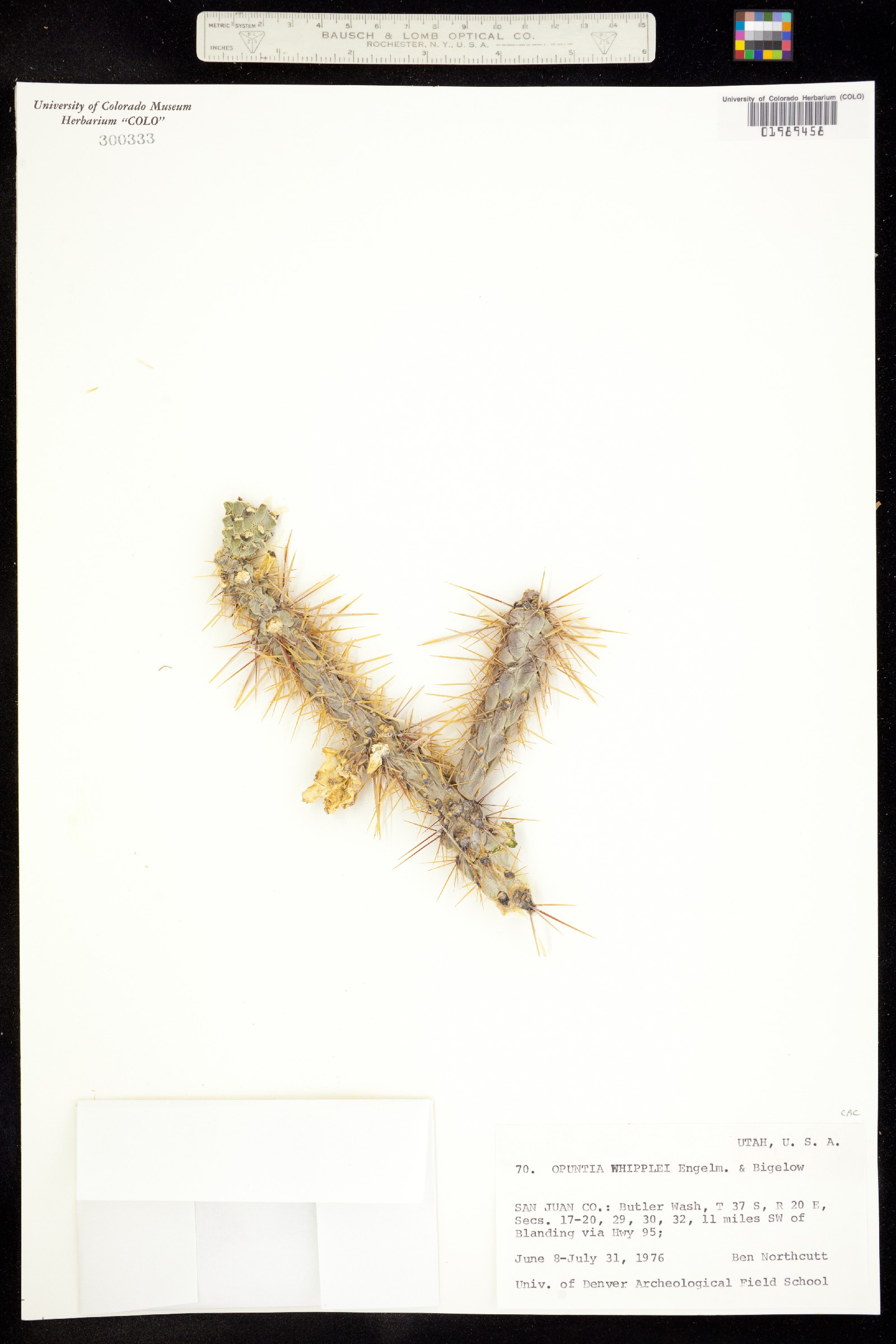 Cylindropuntia whipplei image