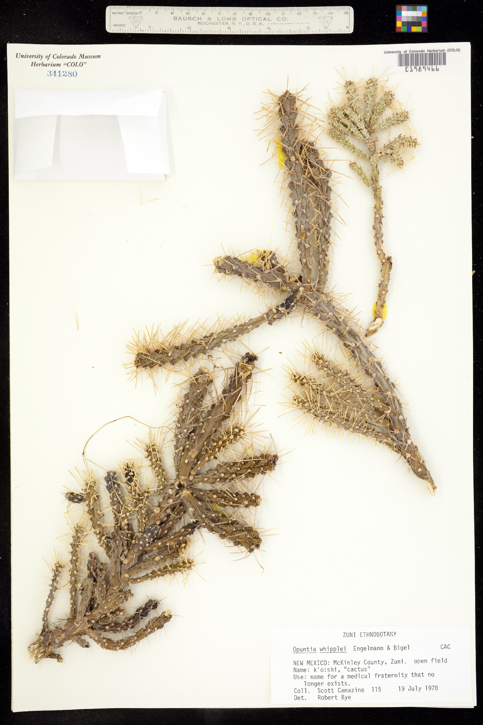 Cylindropuntia whipplei image
