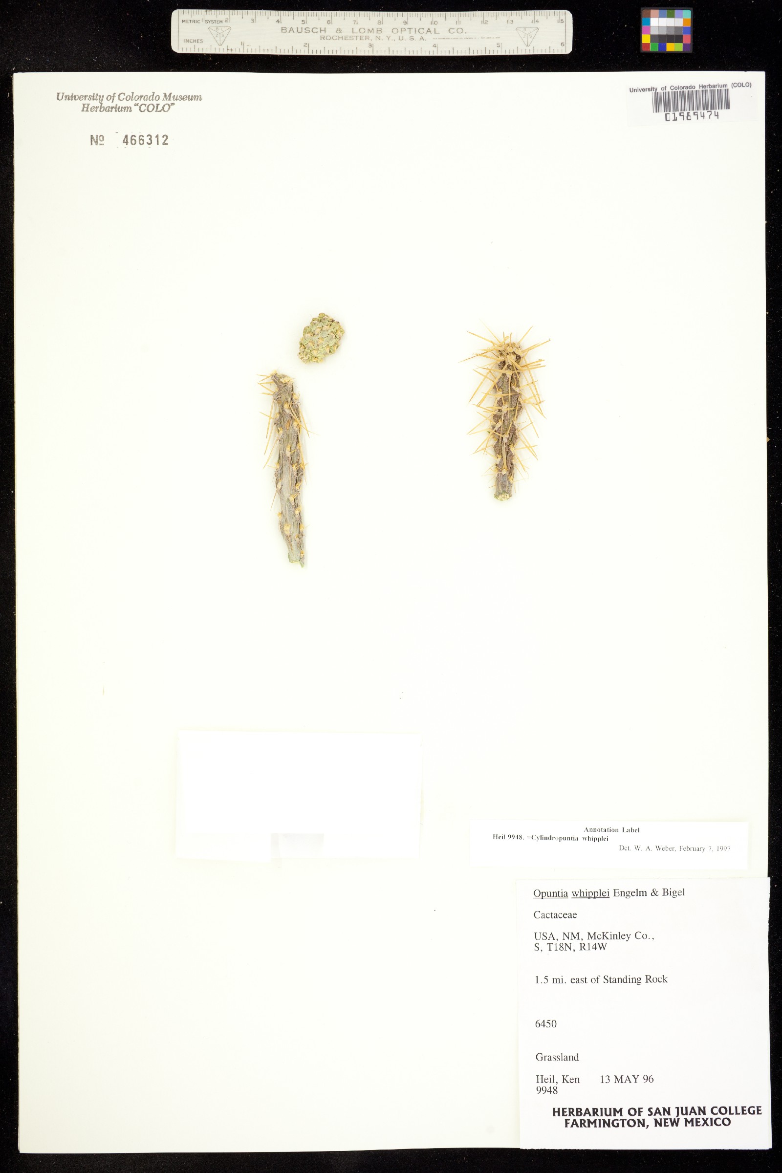 Cylindropuntia whipplei image