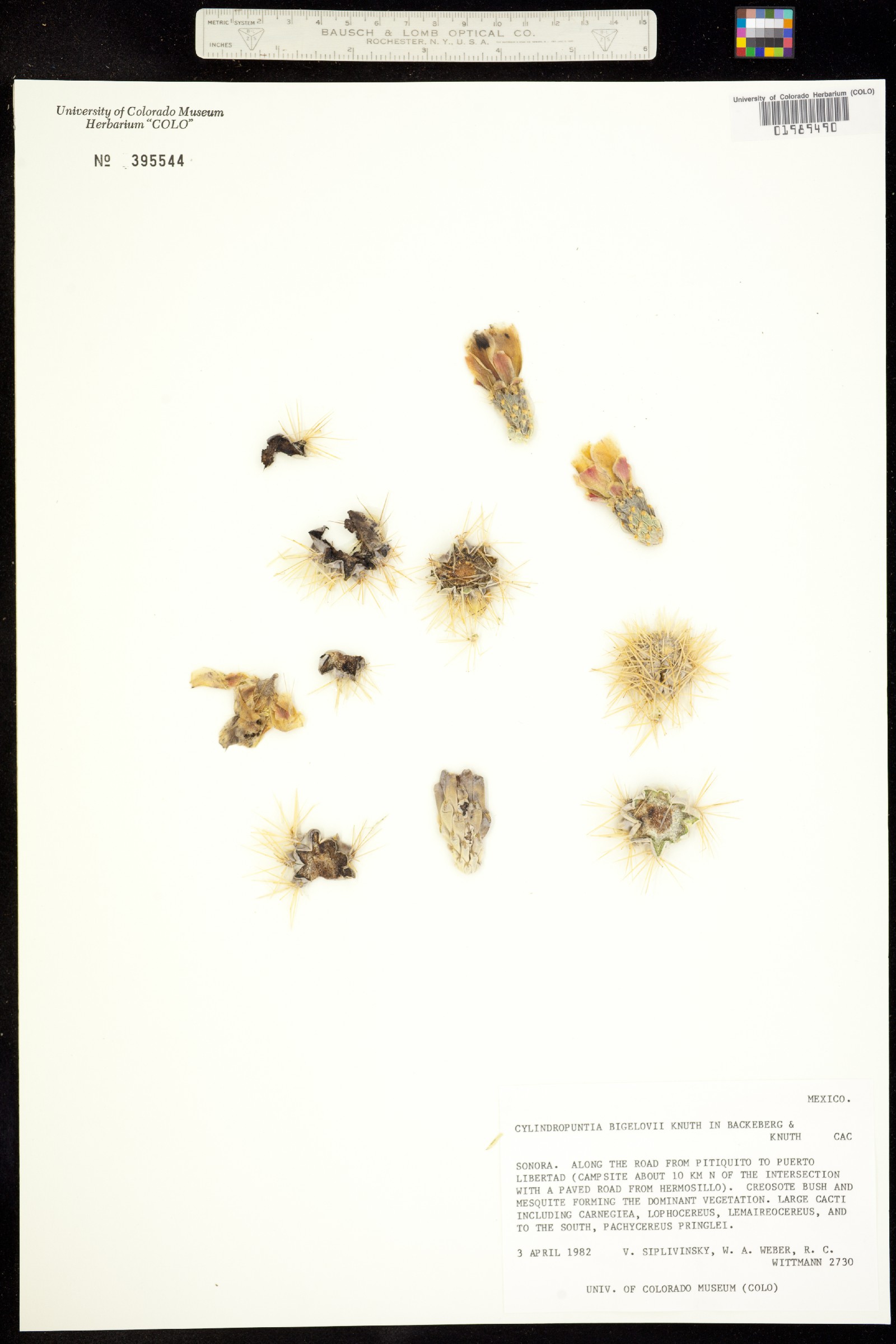 Cylindropuntia bigelovii image