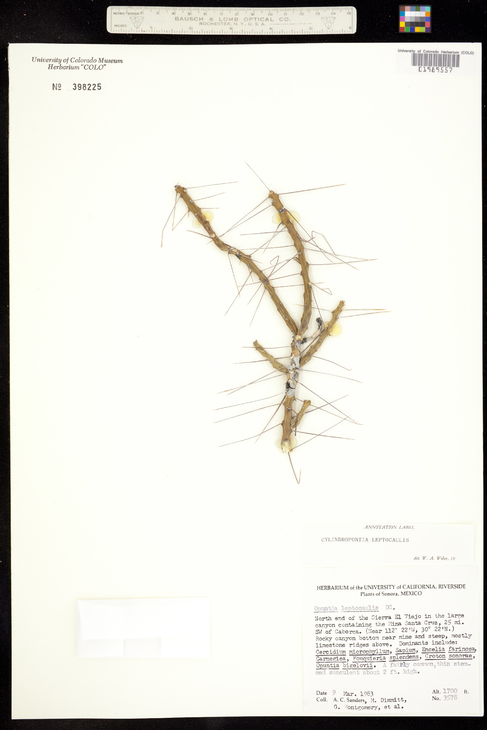 Cylindropuntia leptocaulis image