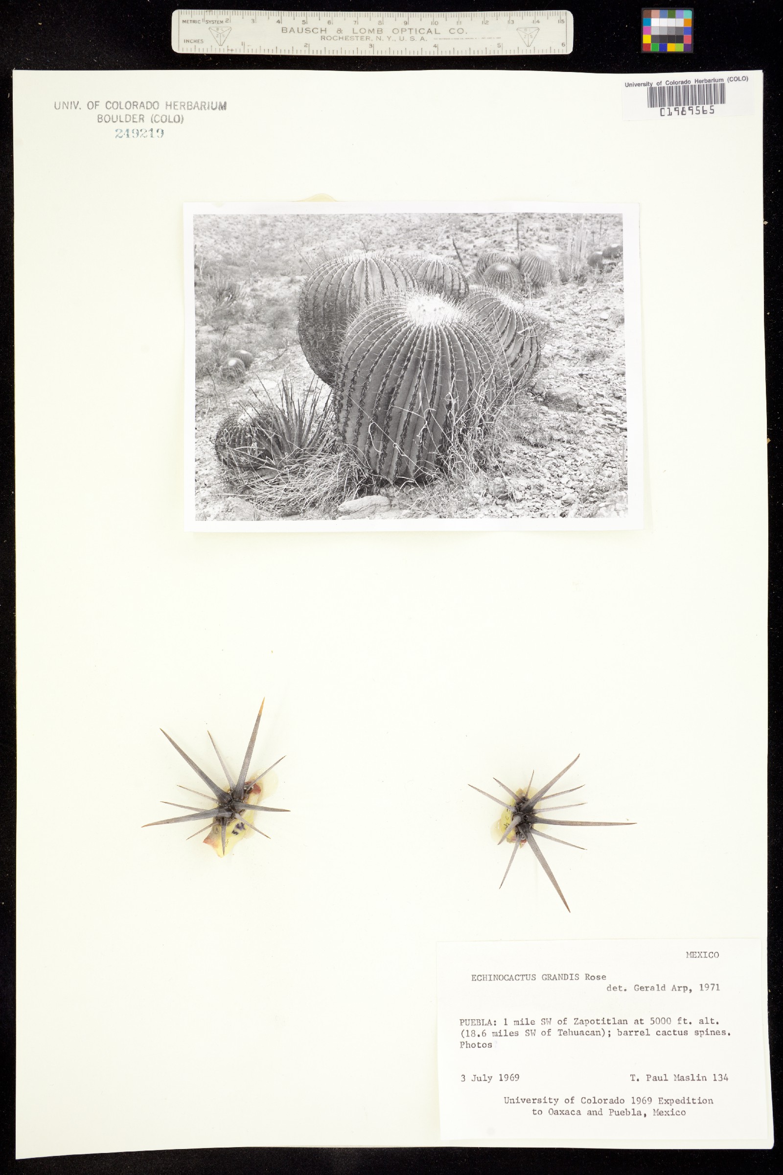 Echinocactus image