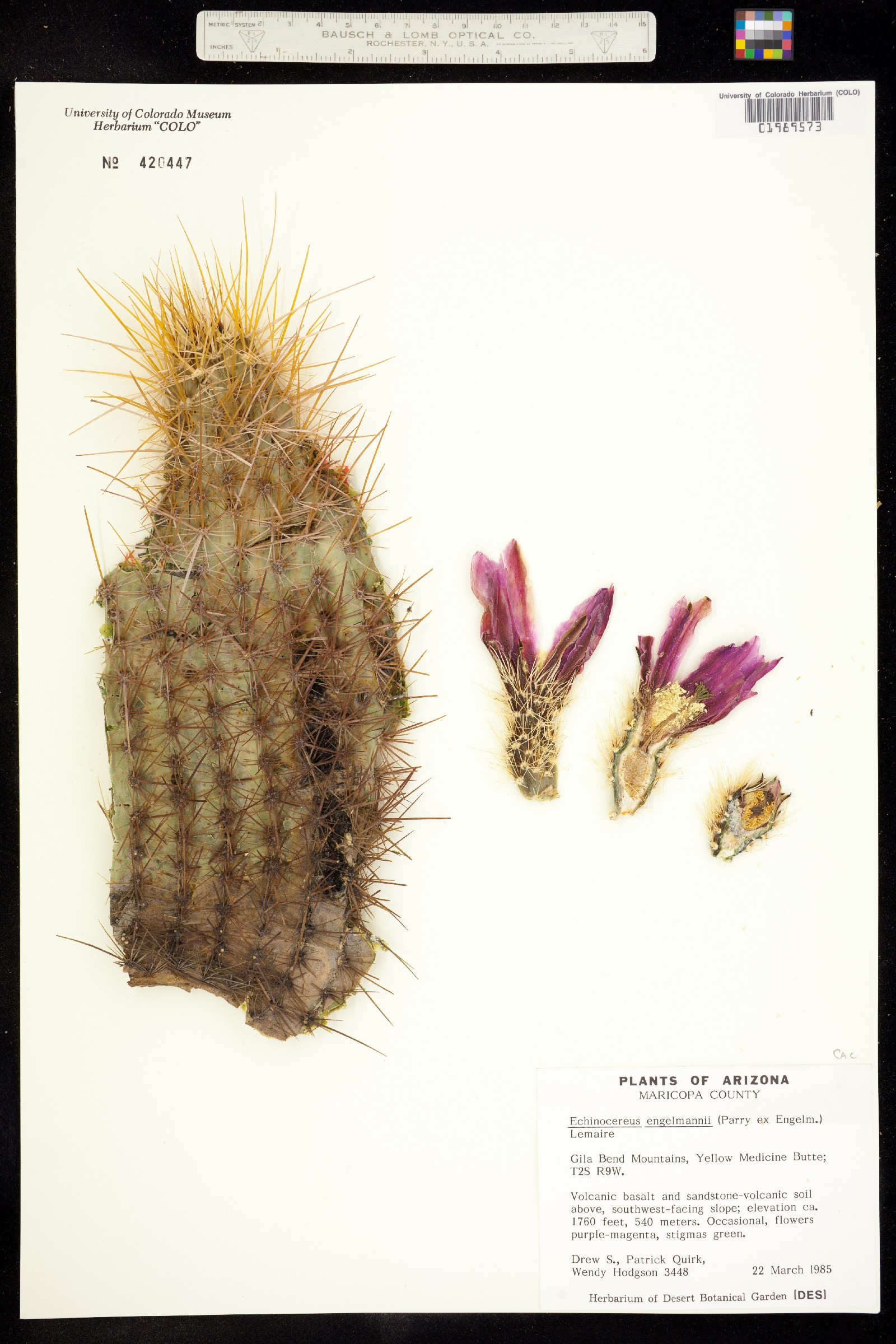 Echinocereus engelmannii image