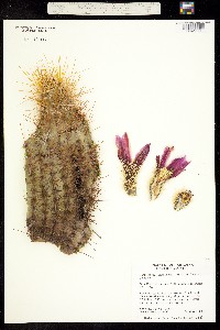 Echinocereus engelmannii image