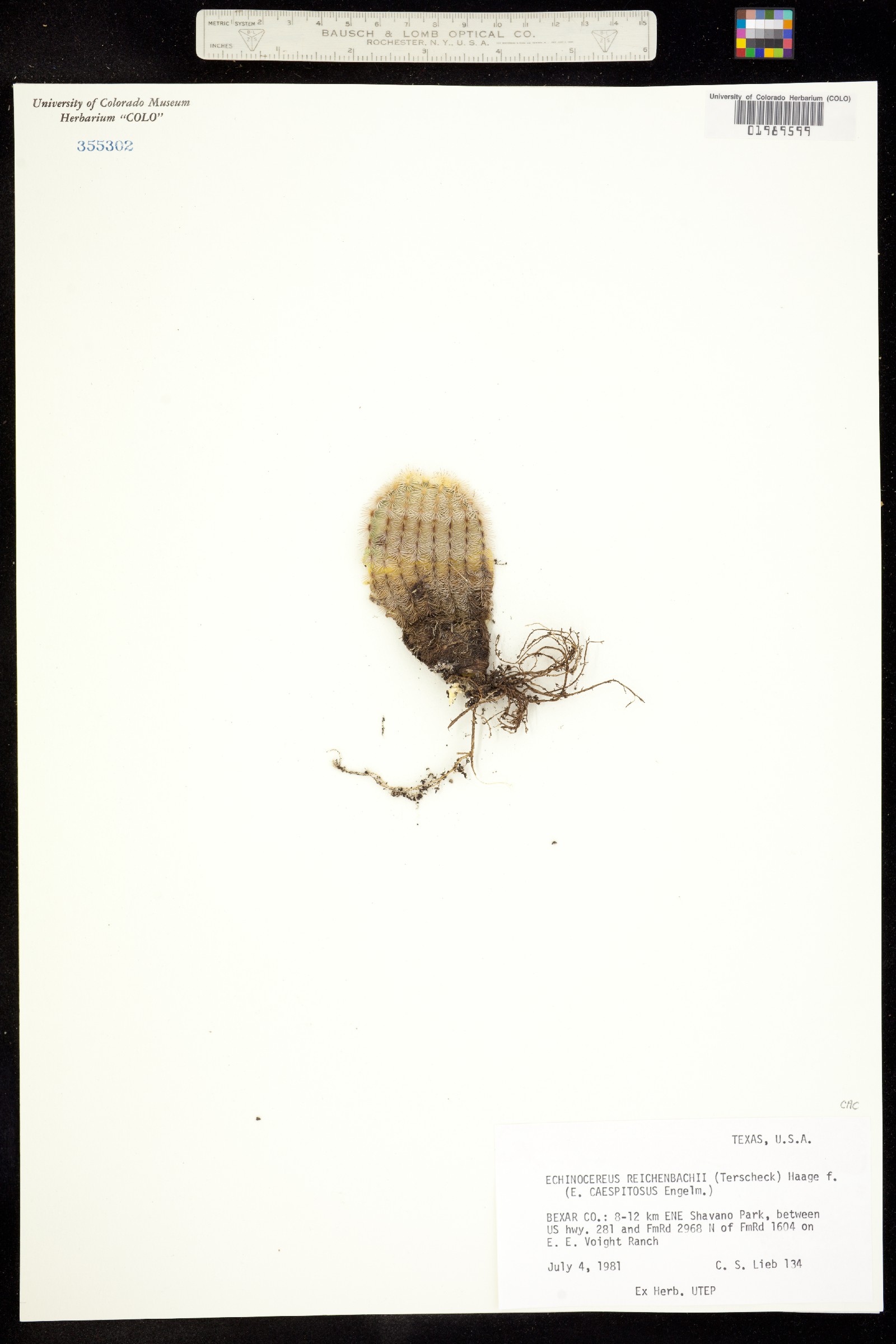 Echinocereus reichenbachii image