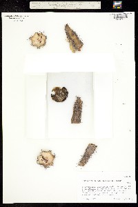 Image of Echinocereus scheeri