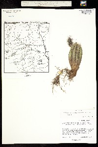 Echinocereus reichenbachii image