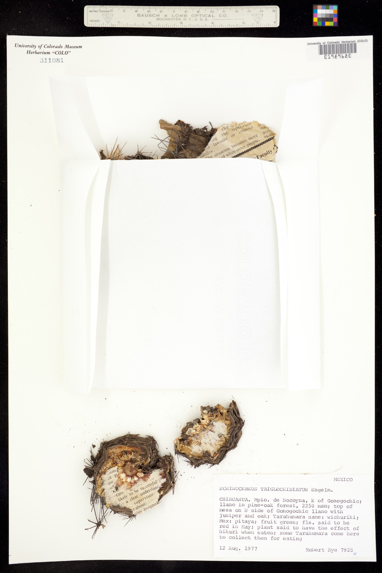 Echinocereus salm-dyckianus image