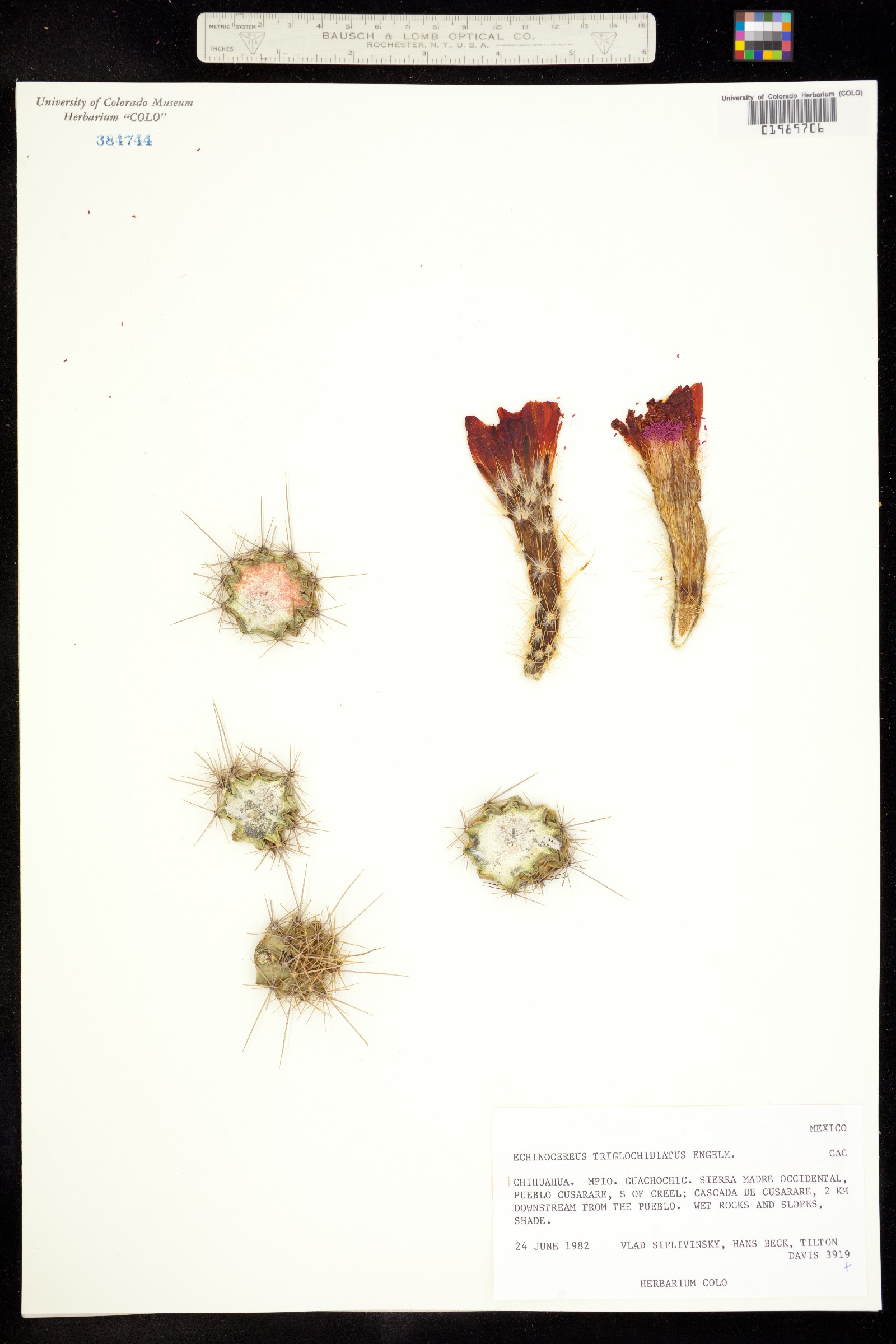 Echinocereus salm-dyckianus image