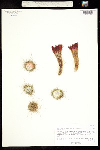 Echinocereus scheeri image