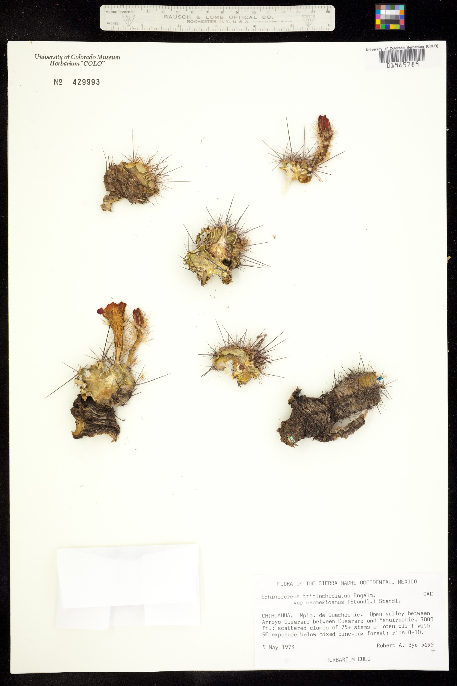 Echinocereus triglochidiatus image