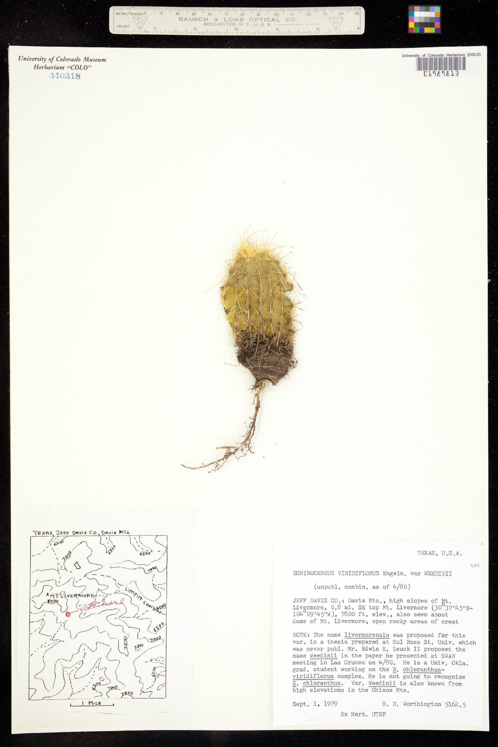 Echinocereus russanthus image