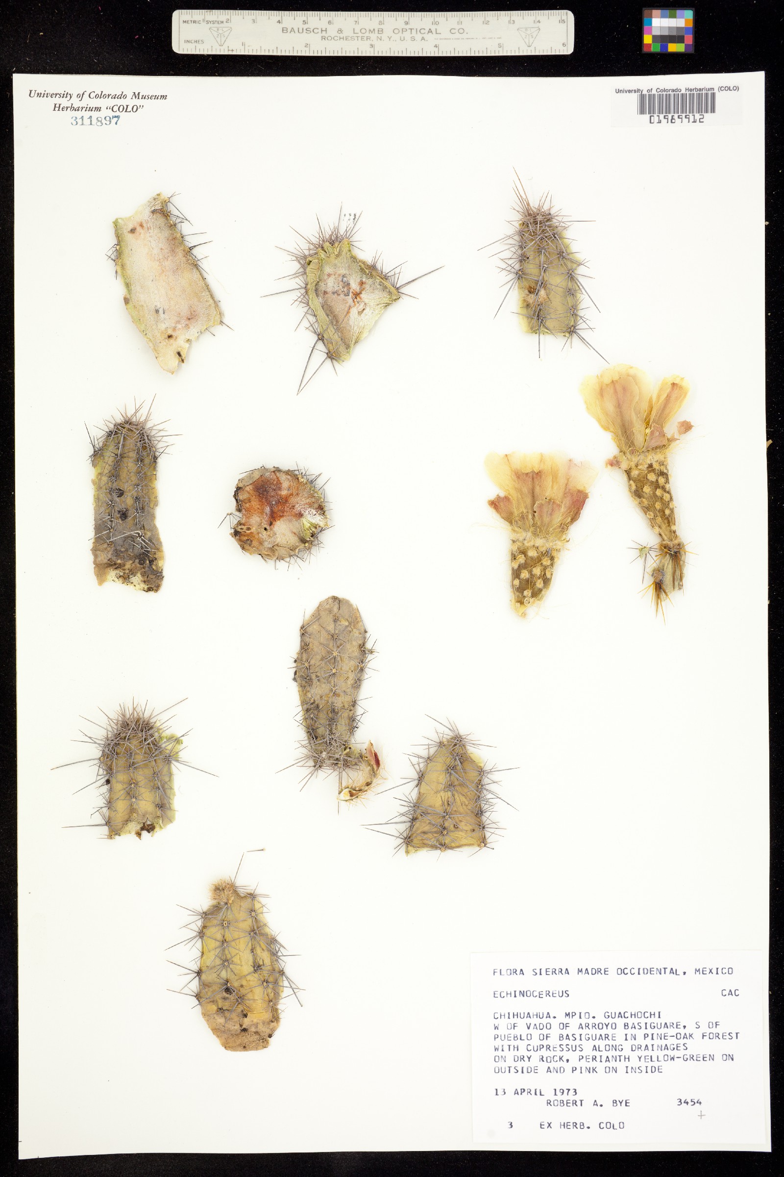 Echinocereus scheeri ssp. scheeri image