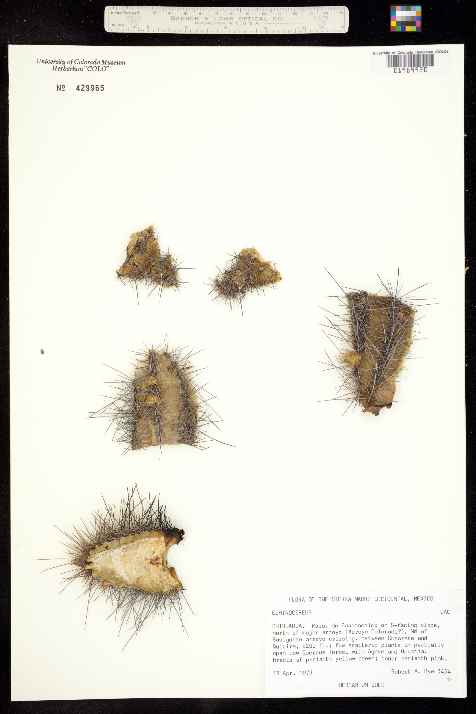 Echinocereus scheeri image