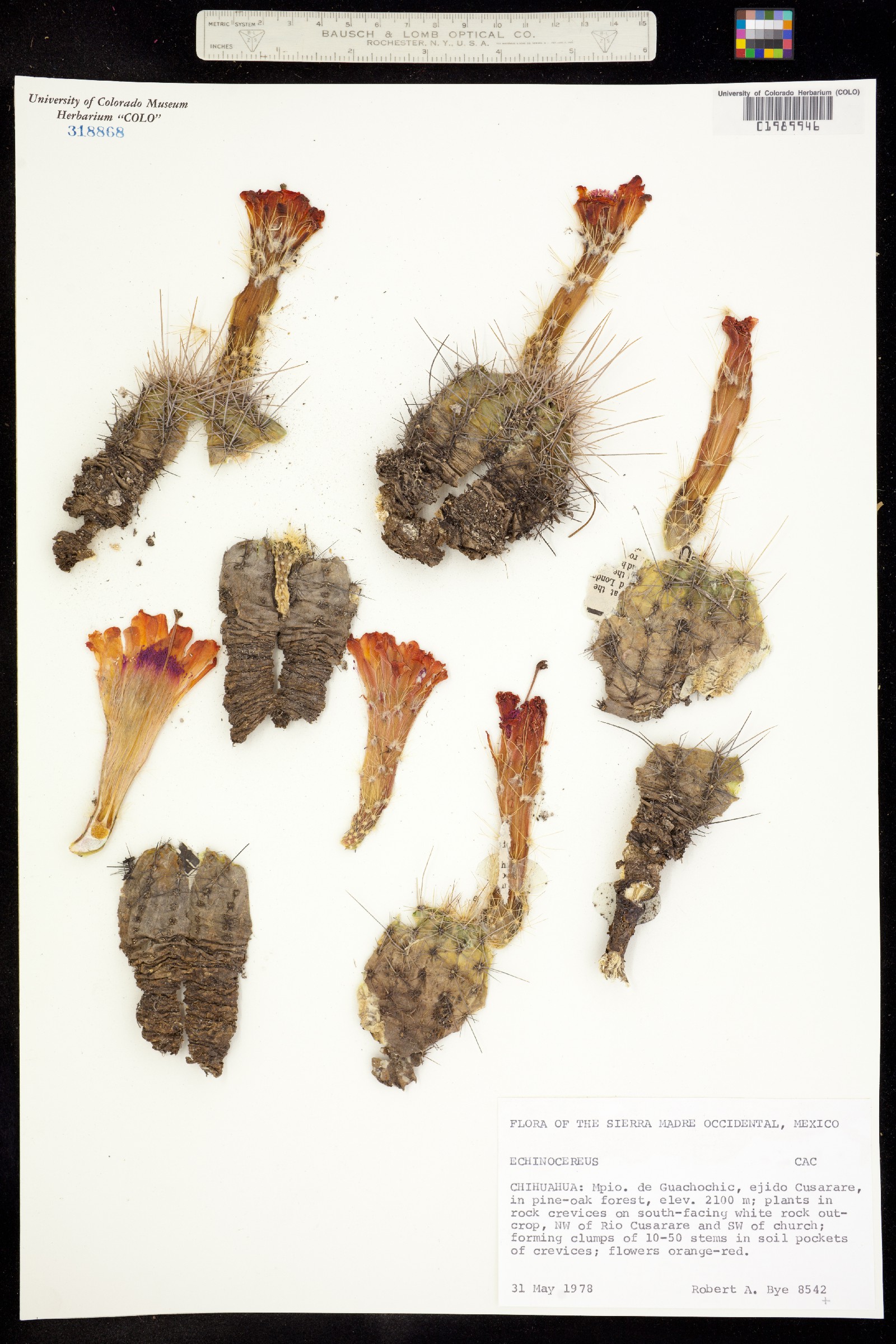 Echinocereus salm-dyckianus image