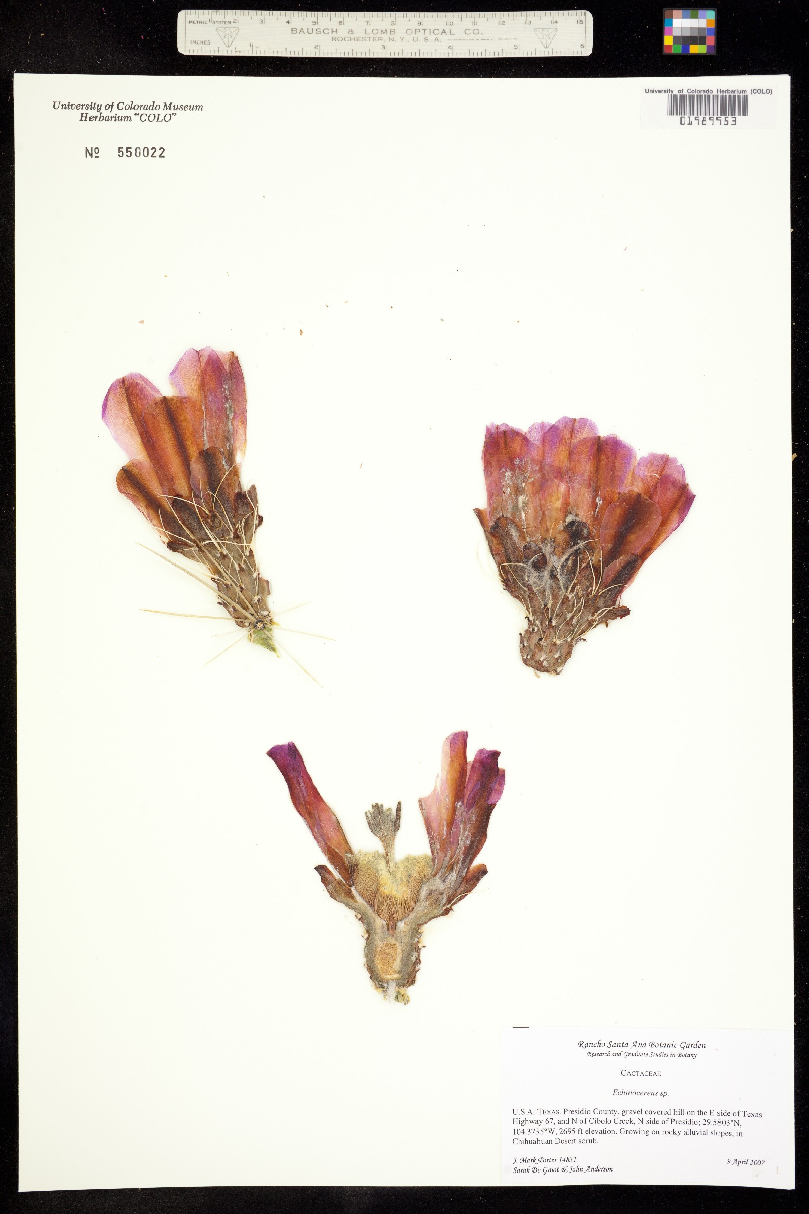 Epiphyllum image