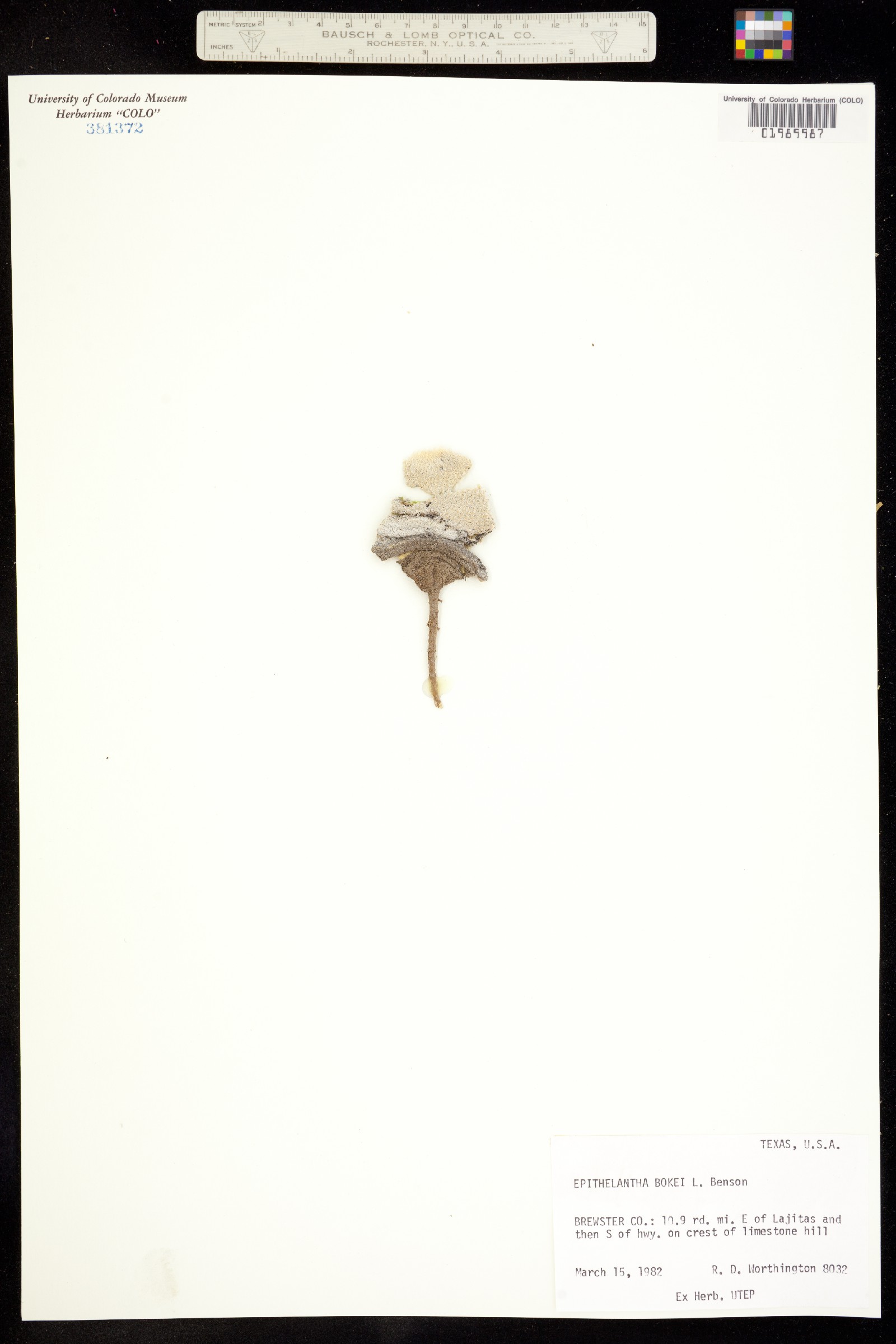 Epithelantha image