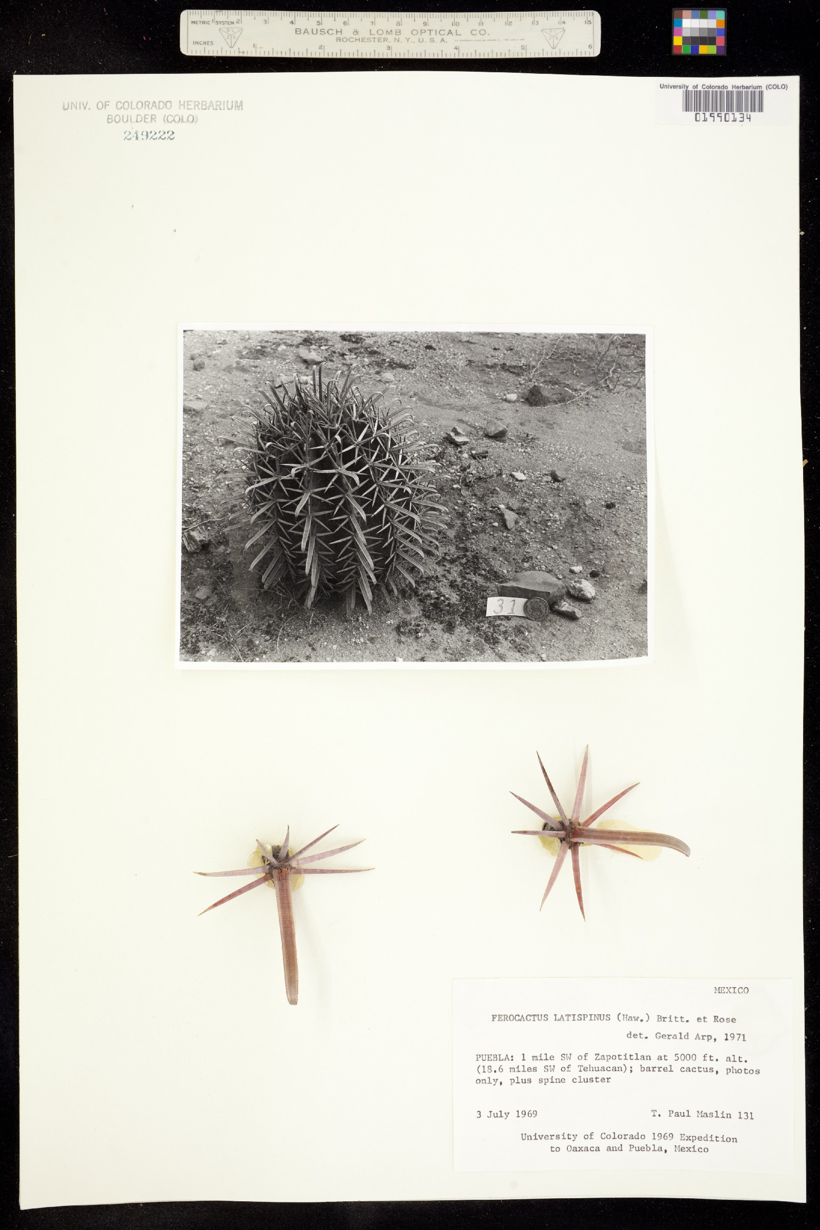 Ferocactus image