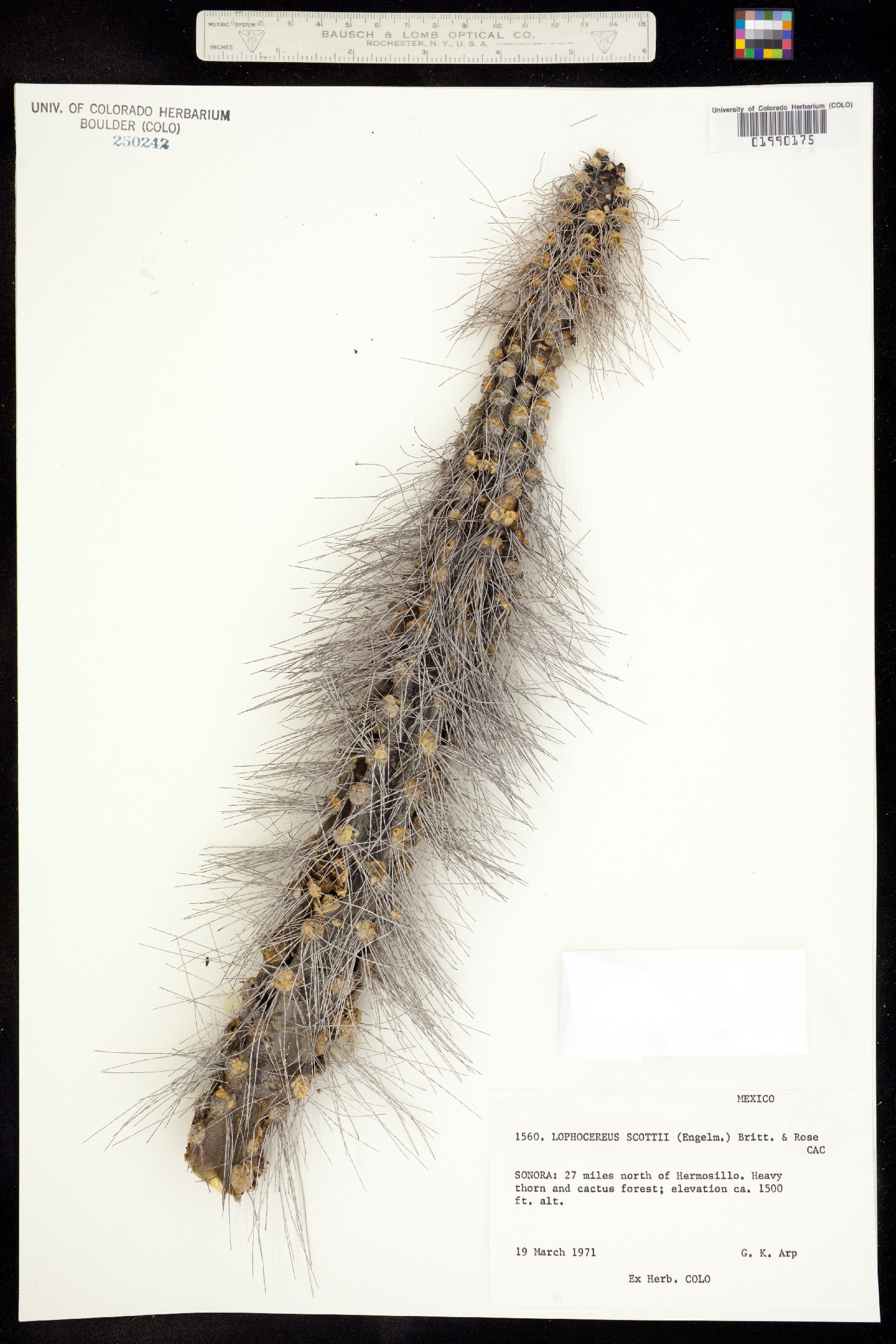 Pachycereus schottii image