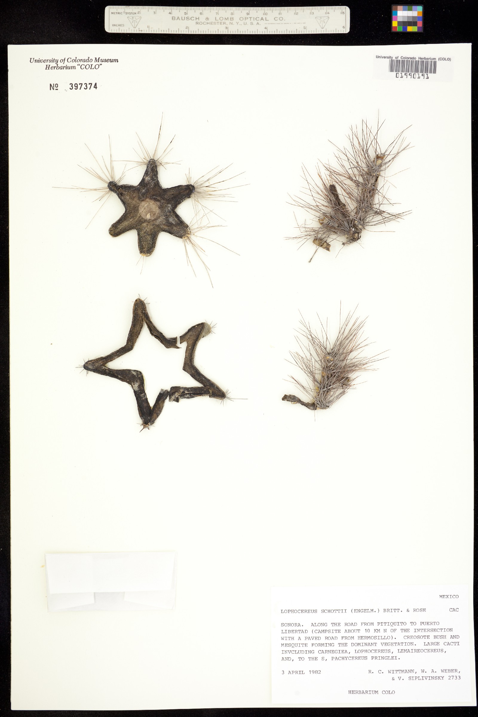 Pachycereus schottii image