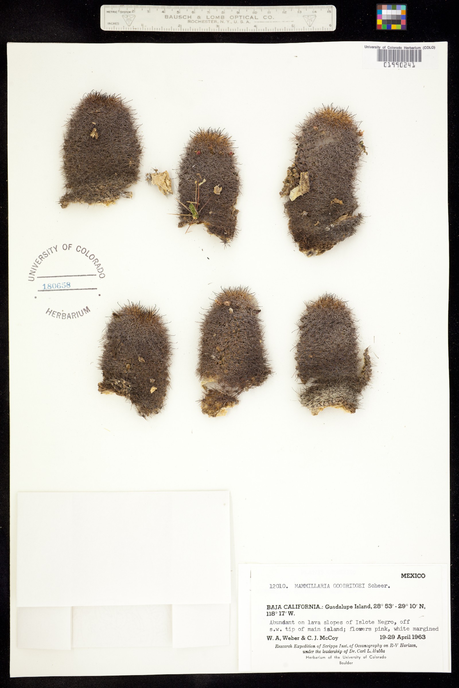 Mammillaria goodridgei image