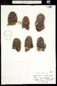 Image of Mammillaria goodridgei